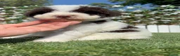 Perro de Agua Español perros en venta: PERRO DE AGUA ESPAÑOL - Anuncio 2