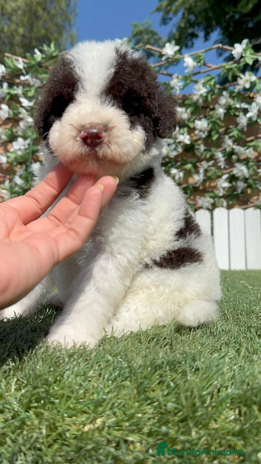 Perro de Agua Español perros en venta: PERRO DE AGUA ESPAÑOL - Anuncio 2
