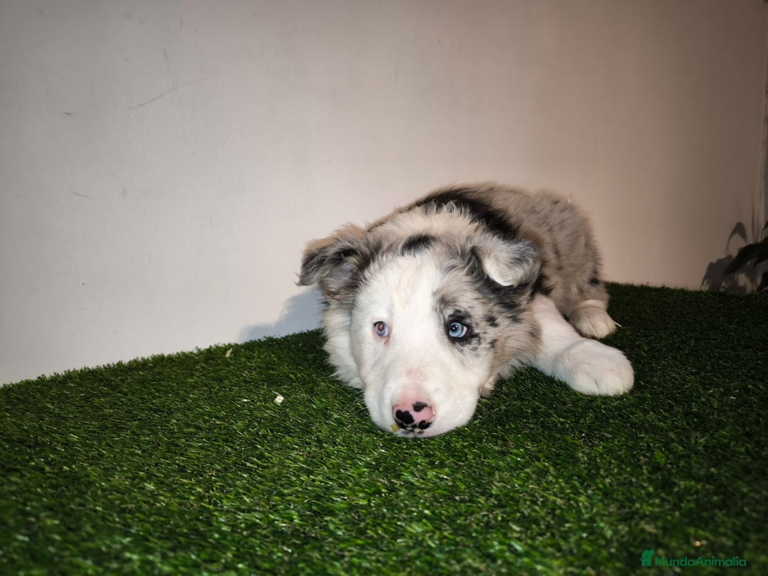 Border Collie perros en venta: Cachorros border collie de belleza, ojos azules! - Anuncio 6