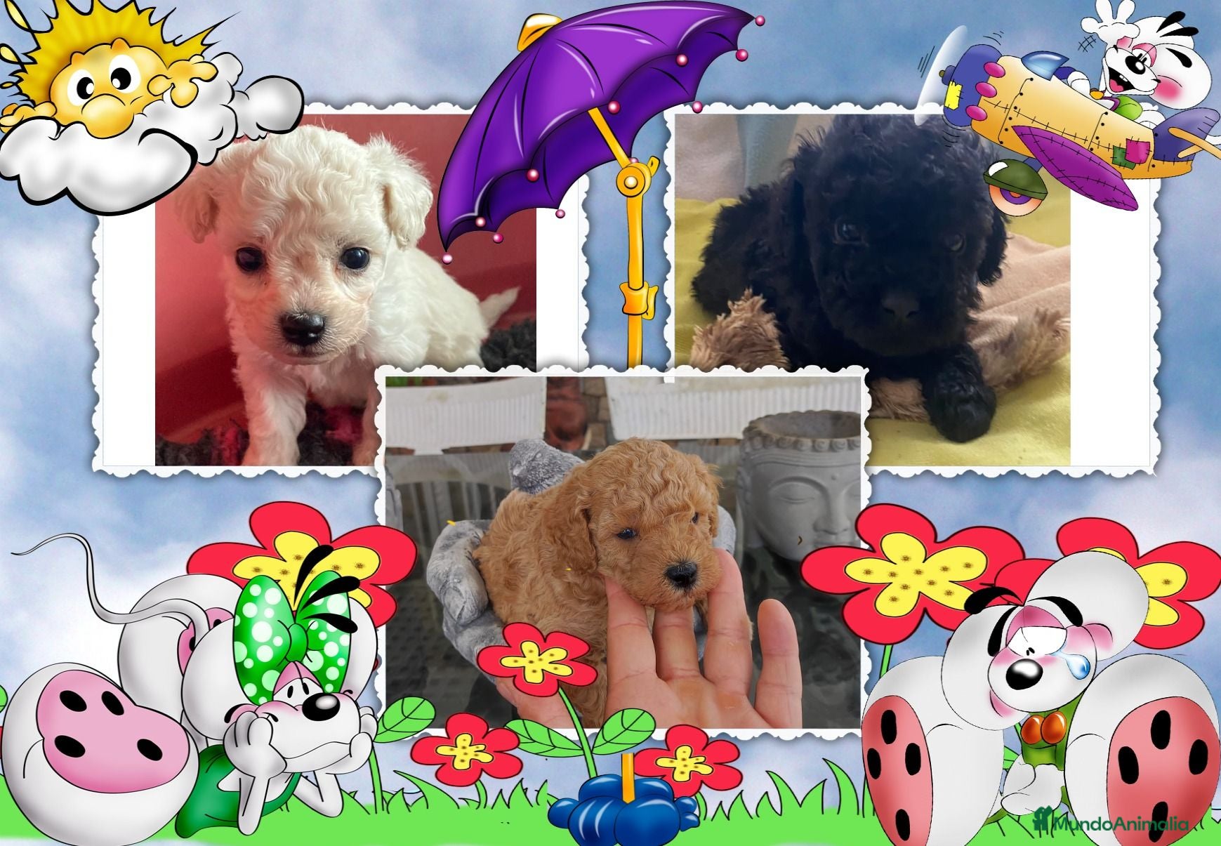 Caniche Toy perros El mejor precio, caniche toy - Anuncio 1
