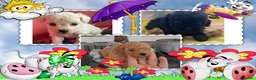 Caniche Toy perros en venta: El mejor precio, caniche toy - Anuncio 1