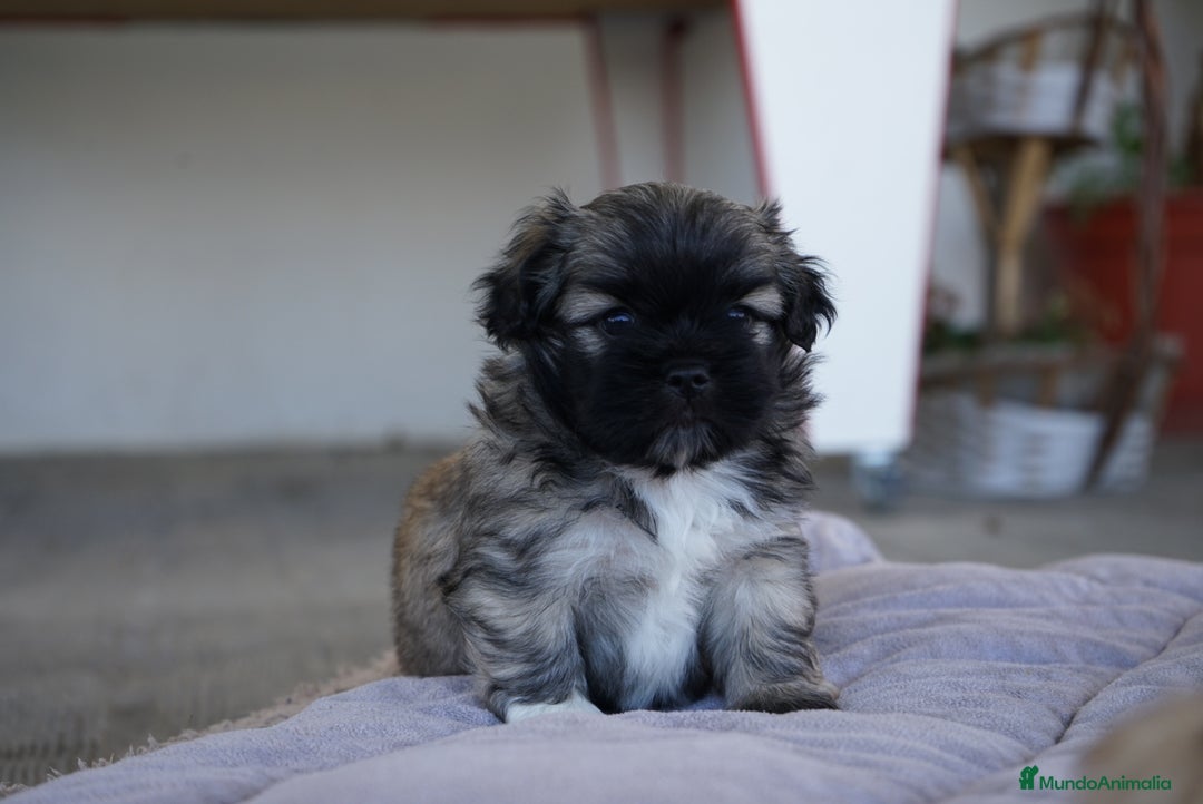 Maltipoo perros en venta: 🐾 Maxi y Boom – Maltipoo  marrón suave ☁️🤎 - Imagen 2
