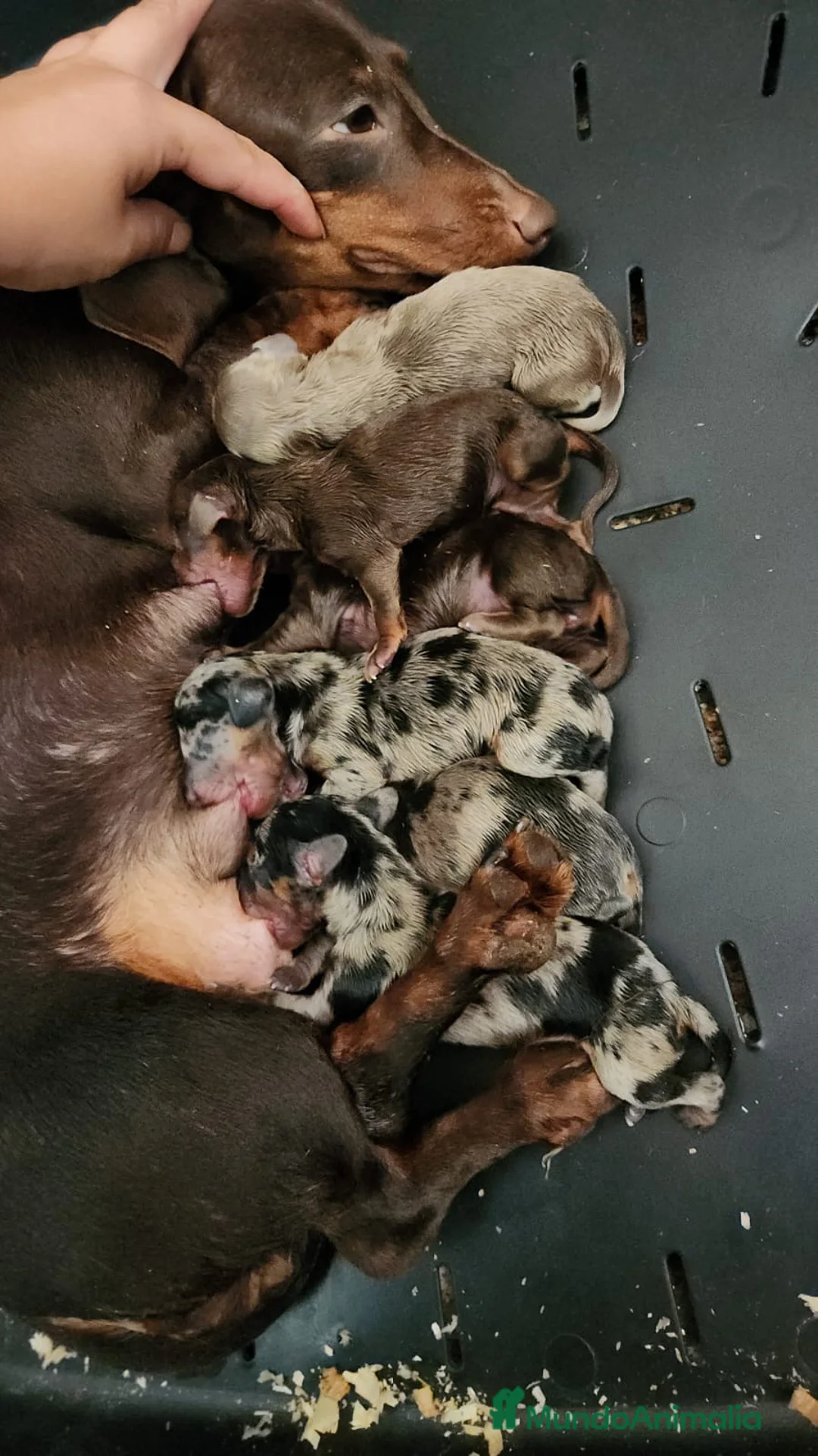 Teckel Miniatura perros en venta: CAMADA TECKEL MINIATURA ISABELLA - Anuncio 8