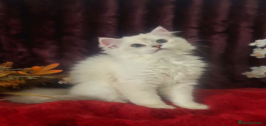 Imagen de galería {{count}}