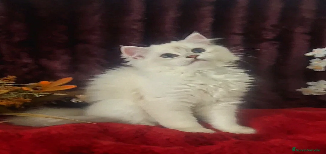 Imagen de galería {{count}}