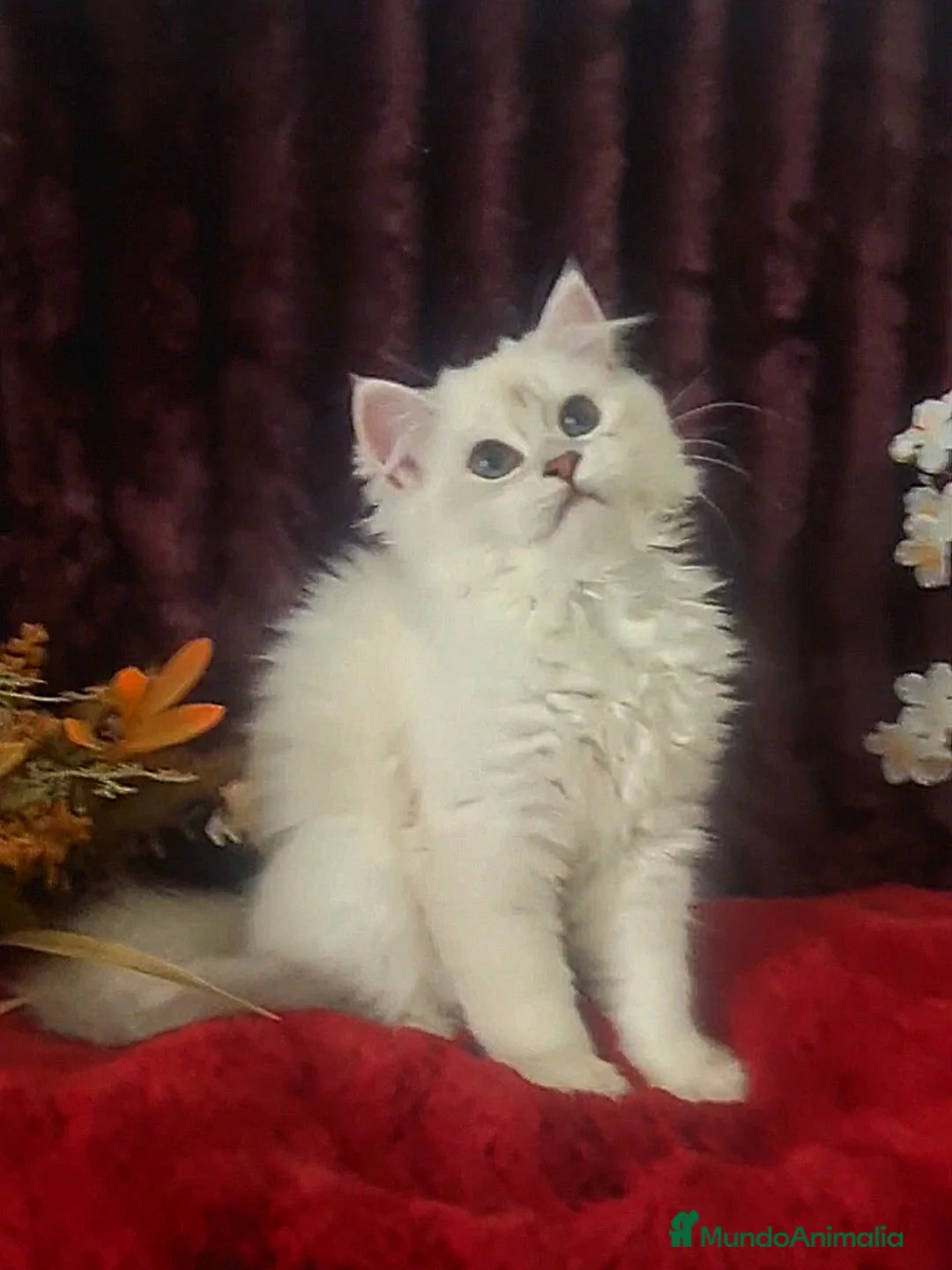 Imagen de galería {{count}}