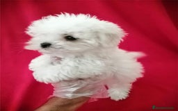 Bichón Maltés perros en venta: Bichon Maltés Americano  - Imagen 2