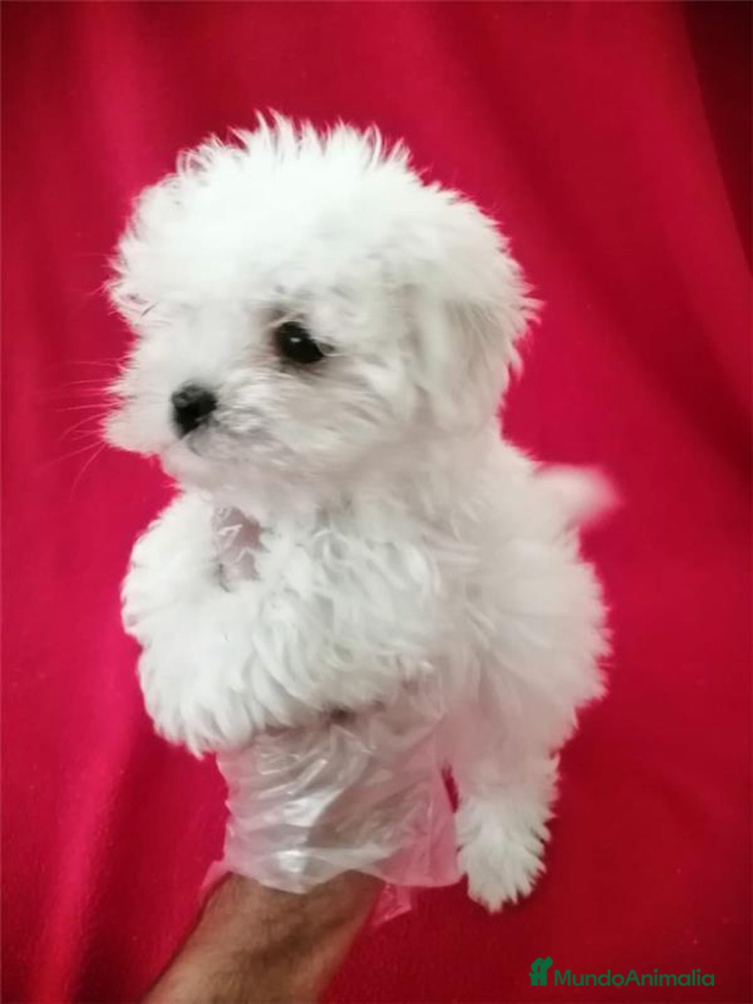 Bichón Maltés perros en venta: Bichon Maltés Americano  - Imagen 2