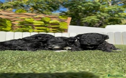 Caniche Toy perros en venta: CANICHE TOY - Imagen 18