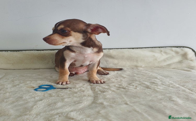 Chihuahua perros - Anuncio 1