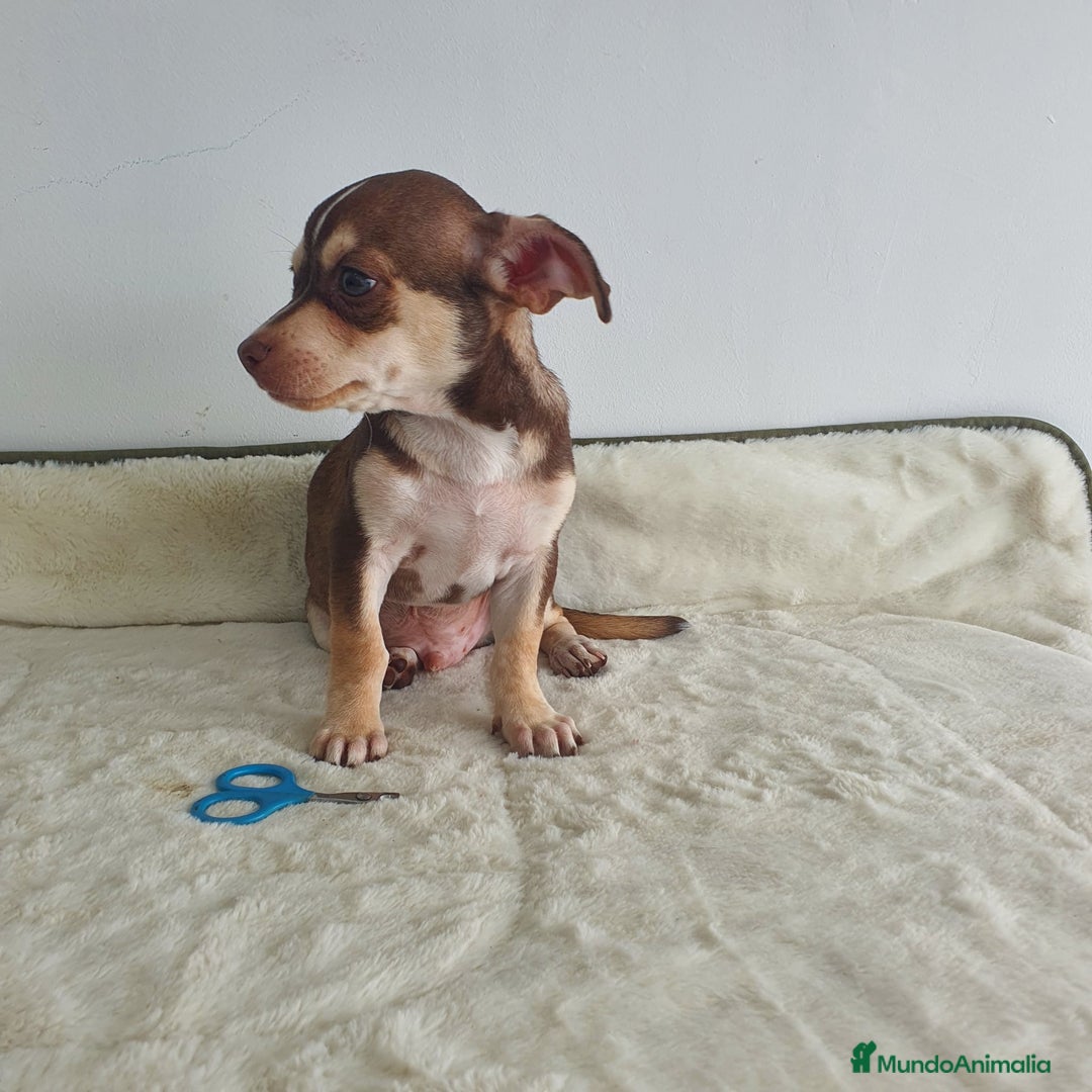 Chihuahua perros en venta: Chihuahua macho bicolor  - Imagen 1