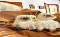 Persa gatos en venta: Persas himalayos y exoticos - Imagen 9