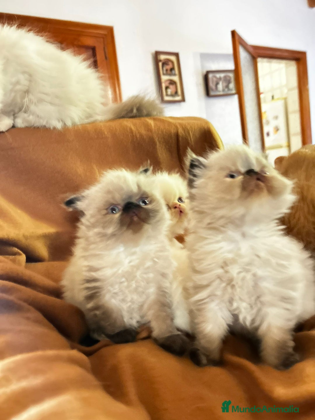 Persa gatos en venta: Persas himalayos y exoticos - Imagen 9