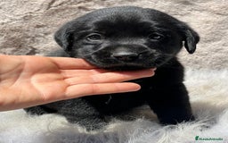 Labrador Retriever perros en venta: CAMADA LABRADOR RETRIEVER NEGRO - Imagen 7