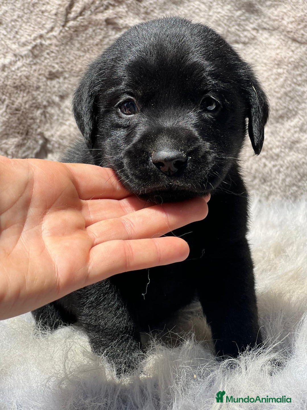 Labrador Retriever perros en venta: CAMADA LABRADOR RETRIEVER NEGRO - Imagen 7