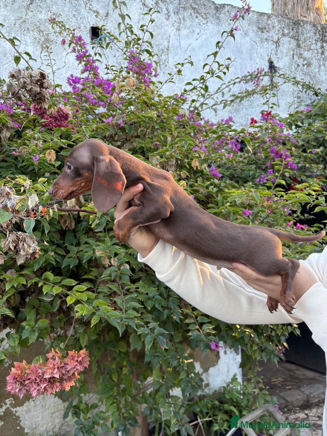 Teckel Miniatura perros en venta: Teckels mini y kaninchen  - Anuncio 2