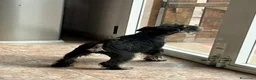 Schnauzer Miniatura perros en venta: Caraby Schnahuzer miniatura  en Alicante - Anuncio 9