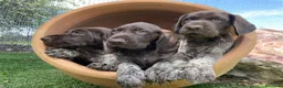 Braco Alemán de Pelo Corto perros en venta: Exclusivos bracos alemanes  - Anuncio 3