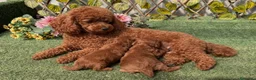 Caniche Toy perros en venta: Caniche toy  - Anuncio 1