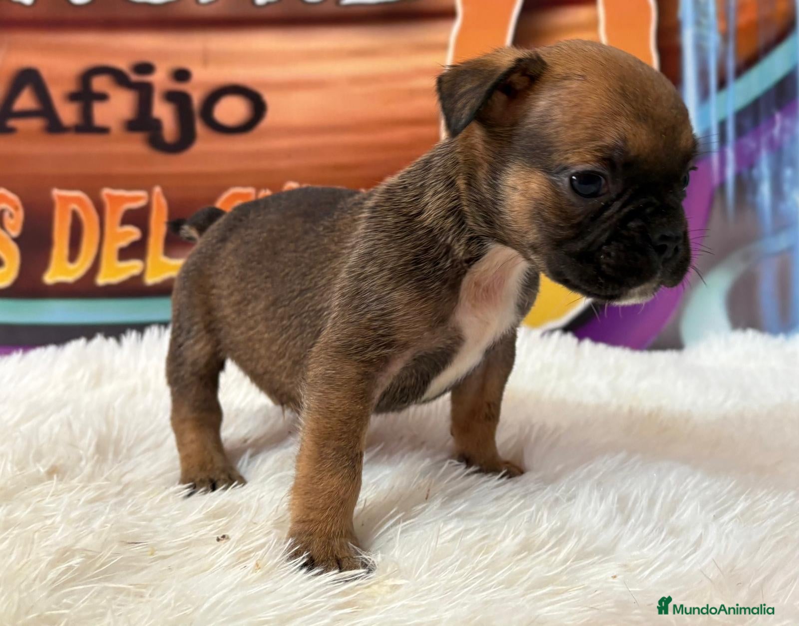 Bulldog Francés perros cachorro de bulldog frances en Madrid - Anuncio 2