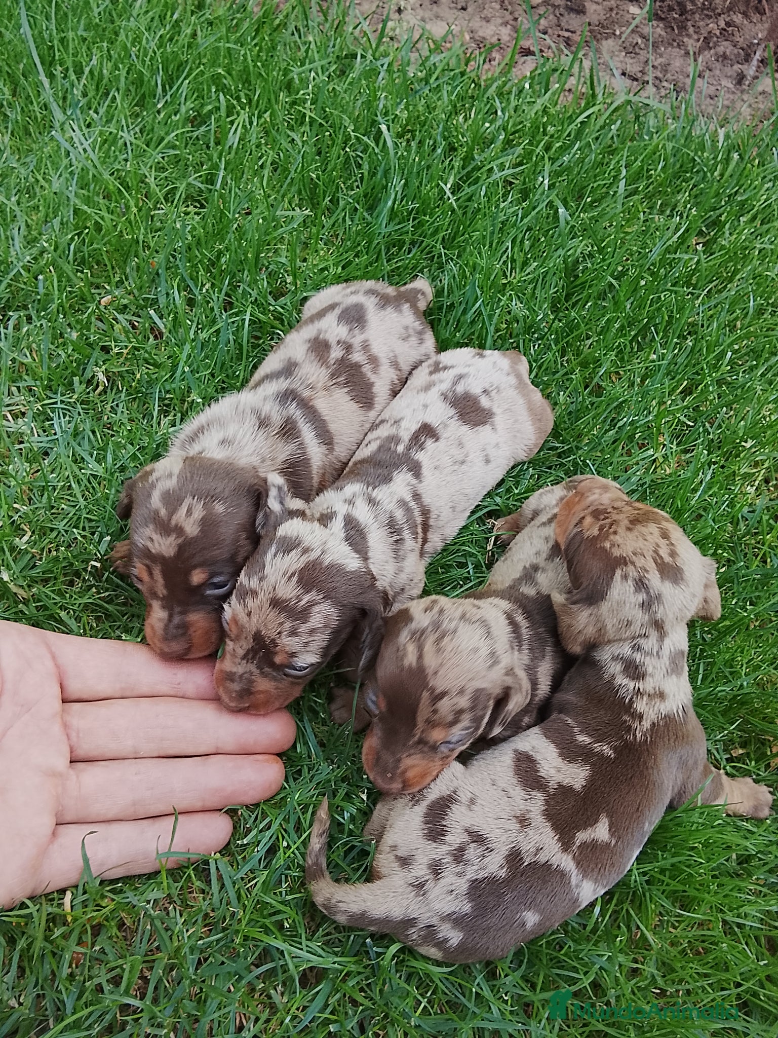 Teckel perros Teckel arlequín chocolate  - Anuncio 4