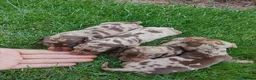 Teckel perros en venta: Teckel arlequín chocolate  - Anuncio 1