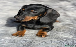 Teckel Miniatura perros en venta: Teckel negro fuego - Imagen 2