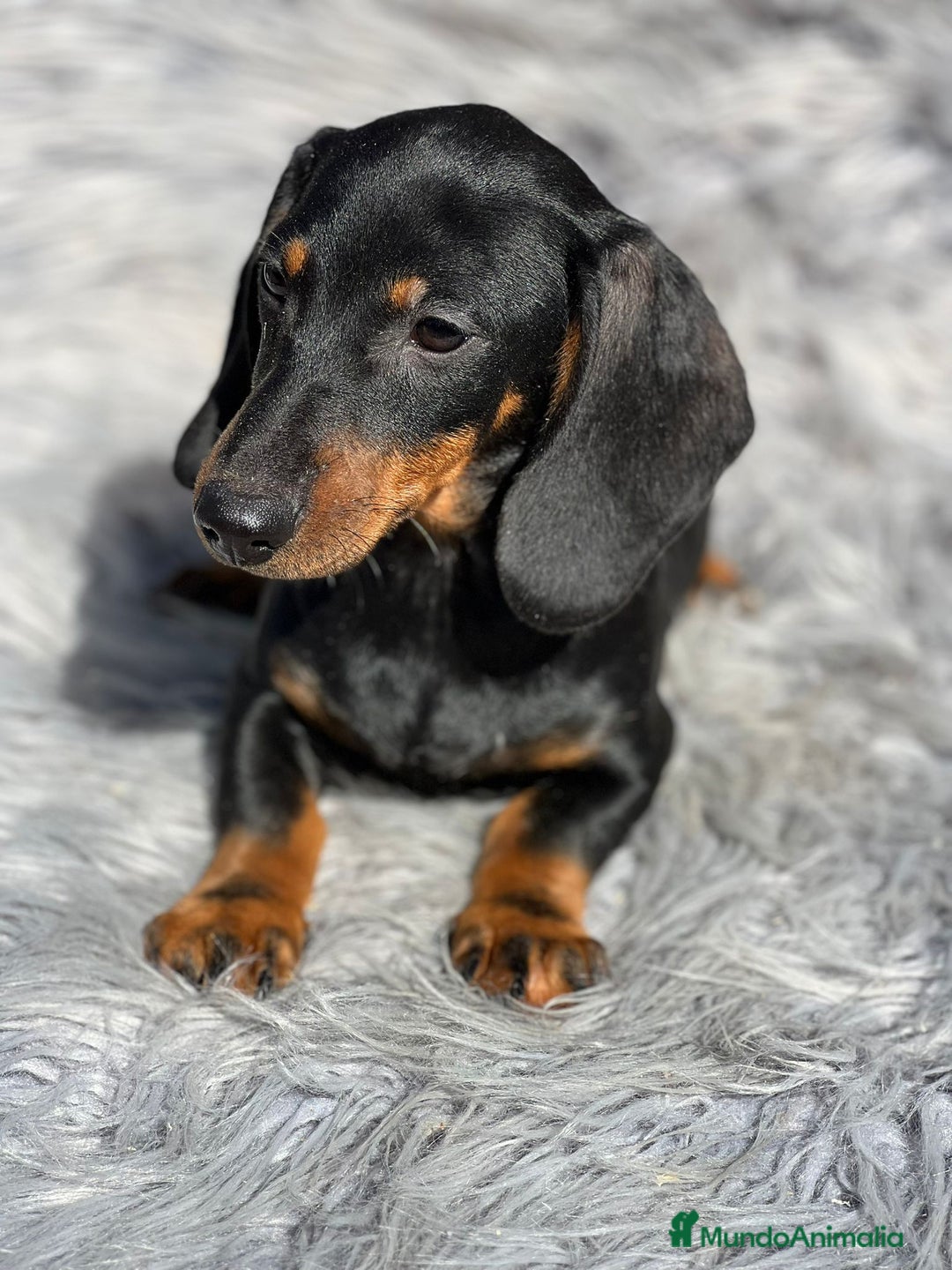 Teckel Miniatura perros en venta: Teckel negro fuego - Imagen 2