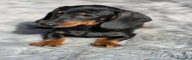Teckel Miniatura Cachorro 1