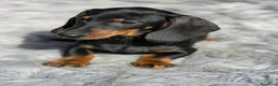Teckel Miniatura perros en venta: Teckel negro fuego - Anuncio 2