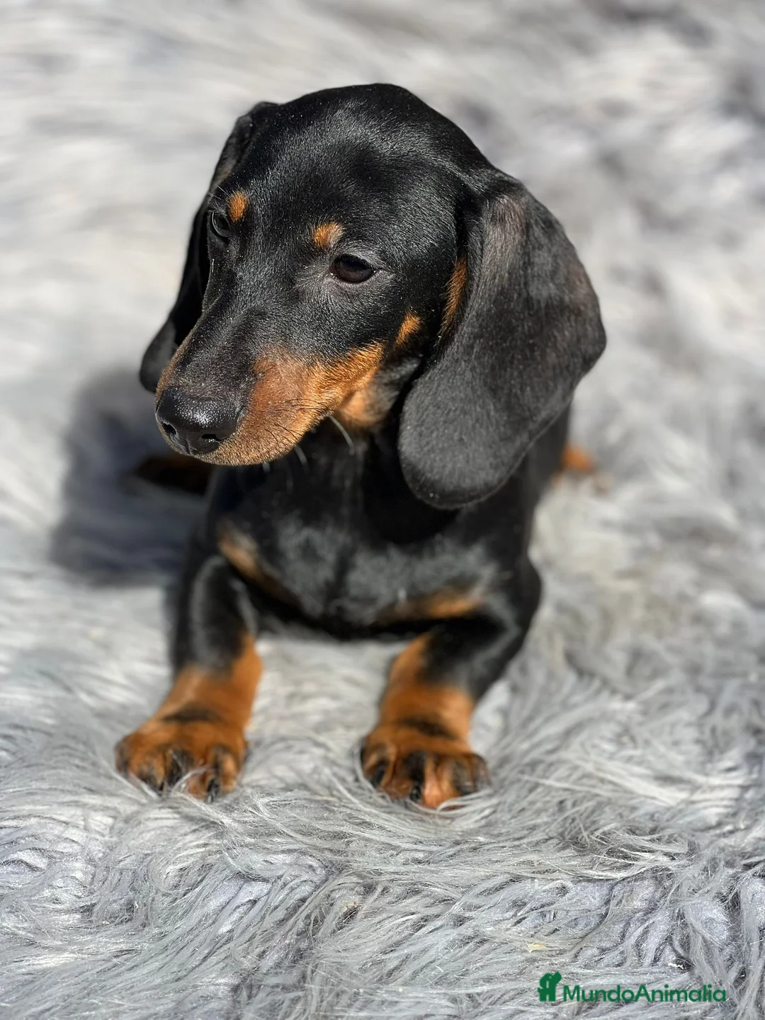 Teckel Miniatura perros en venta: Teckel negro fuego - Anuncio 2
