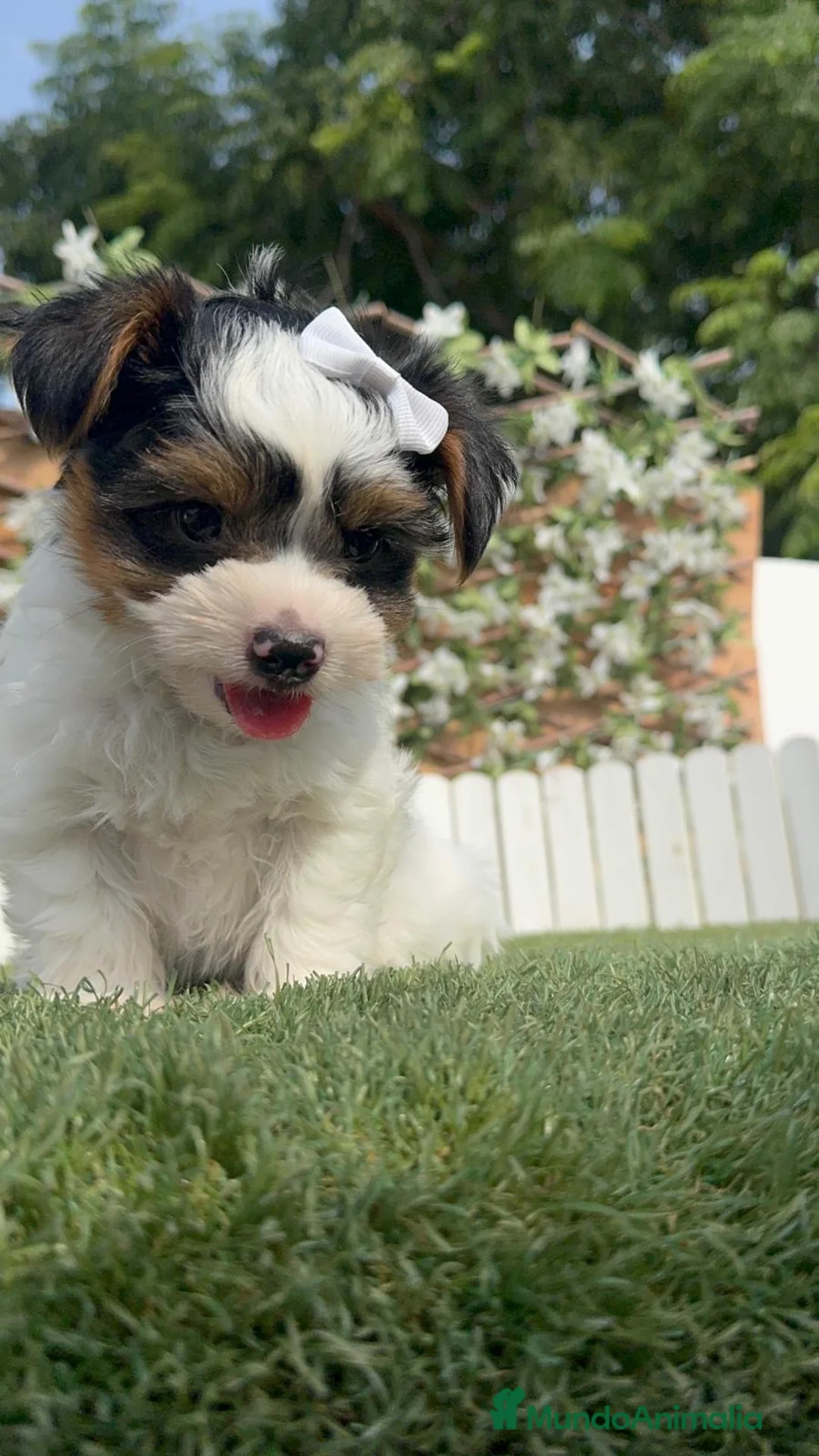 Yorkshire Terrier perros en venta: YORKSHIRE BIEWER - Anuncio 2
