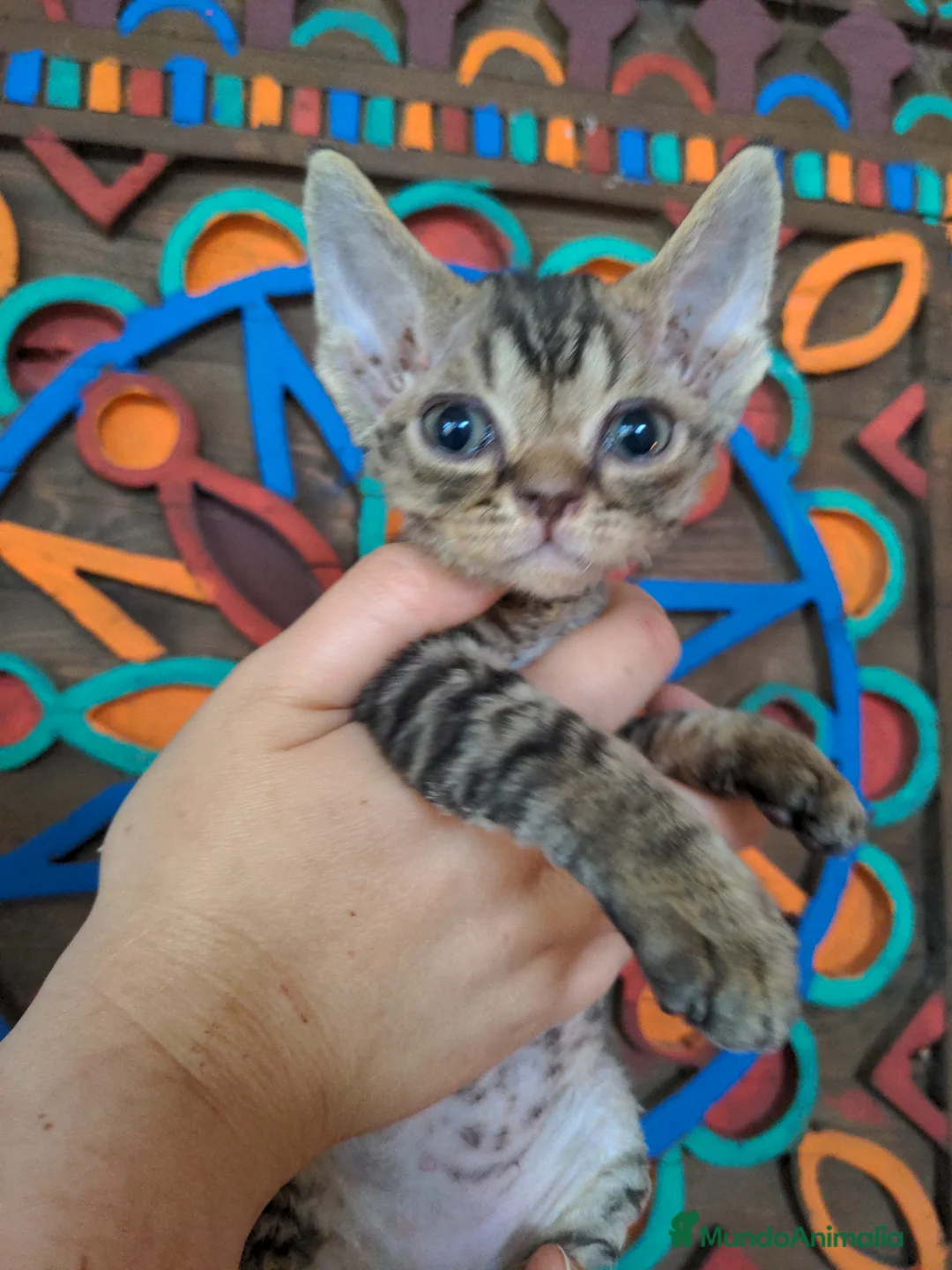 Devon Rex gatos en venta: Preciosos ejemplares de Devon Rex - Anuncio 2