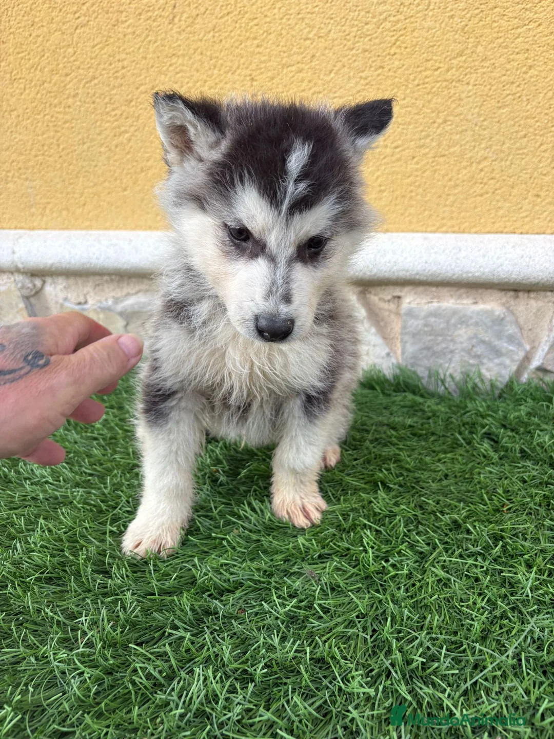 Husky Siberiano perros en venta: Husky siberiano impresionante machito - Anuncio 2