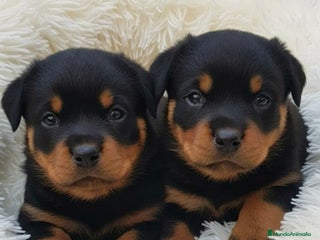 Rottweiler perros 🌸CACHORRITAS DE ROTTWEILER DISPONIBLES 🌸 - Anuncio 2
