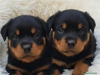 Rottweiler perros 🌸CACHORRITAS DE ROTTWEILER DISPONIBLES 🌸 - Anuncio 19