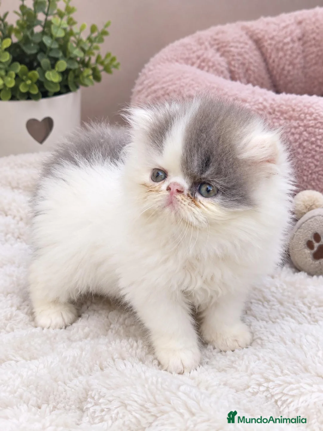 Persa gatos en venta: Persa muy chatito en Valencia - Anuncio 2
