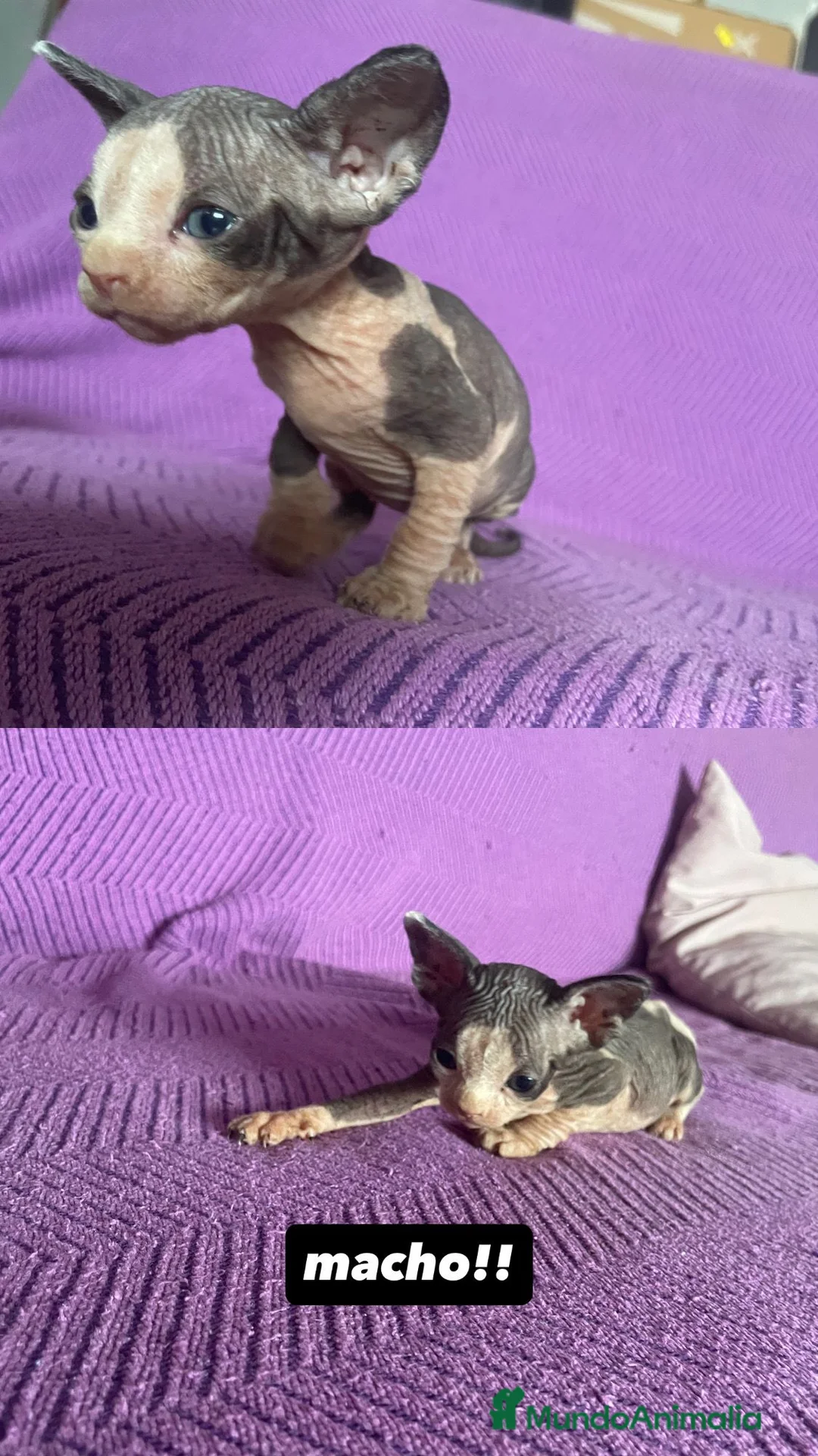 Sphynx gatos en venta: Gato sphinge  - Anuncio 2