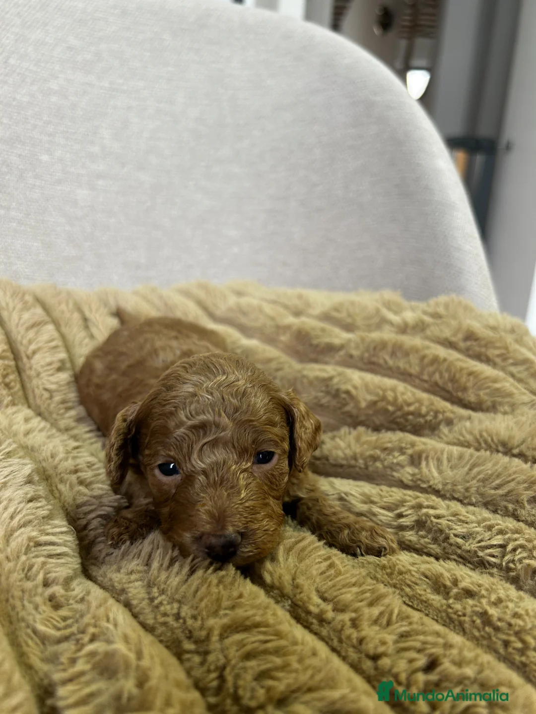Caniche Toy perros en venta: CANICHE TOY ROJO Y APRICOT  - Anuncio 1