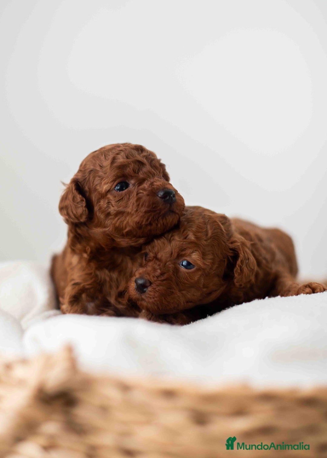 Caniche Toy perros en venta: Caniche toy rojo intenso - Anuncio 8