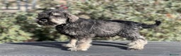 Schnauzer Miniatura perros en venta: SCHNAUZER MINIATURA SAL Y PIMIENTA en Barcelona - Anuncio 4