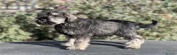 Schnauzer Miniatura perros en venta: SCHNAUZER MINIATURA SAL Y PIMIENTA en Barcelona - Anuncio 4