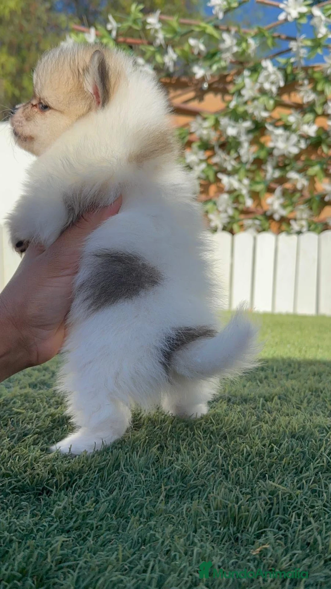 Pomerania perros en venta: POMERANIA - Anuncio 2