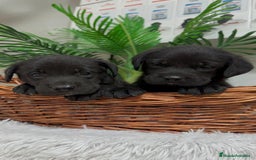 Labrador Retriever perros en venta: LABRADOR MACHO - Imagen 14