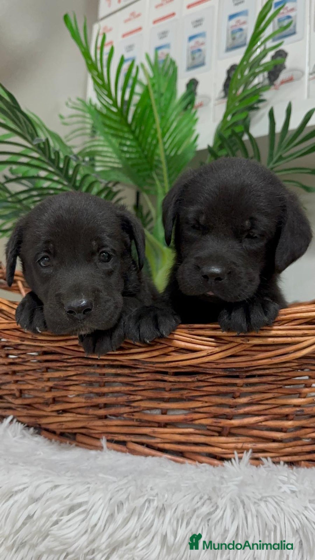 Labrador Retriever perros en venta: LABRADOR MACHO - Imagen 14