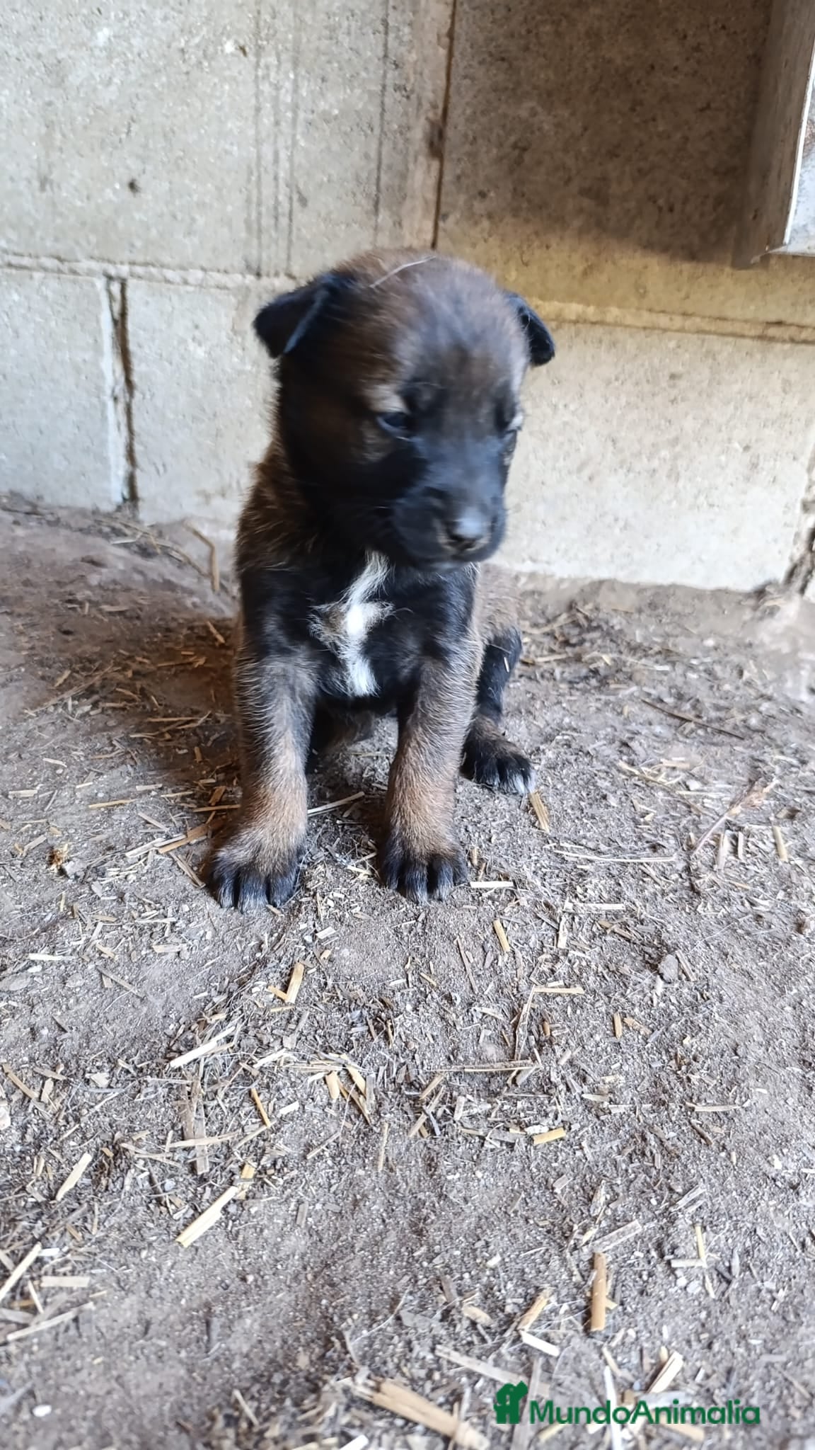 Pastor Belga Malinois perros Disponible Pastor belga Malinois Hembra  - Anuncio 2