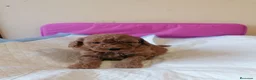 Raza Mixta perros en venta: Preciosa camada de caniches muy bonitos  - Anuncio 8