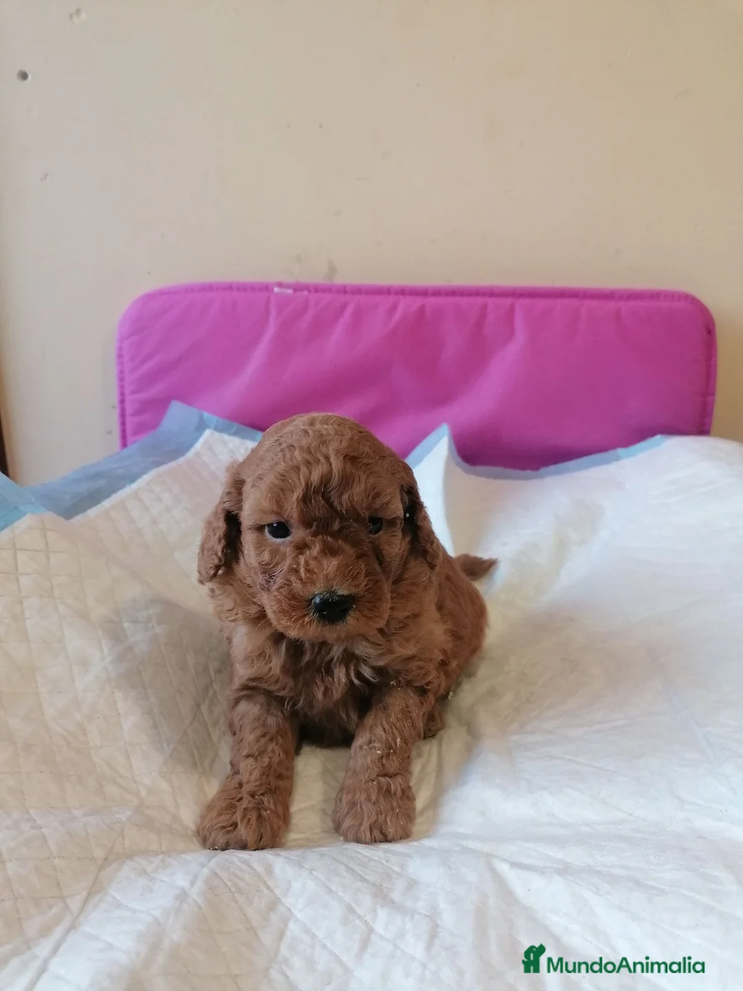 Raza Mixta perros en venta: Preciosa camada de caniches muy bonitos  - Anuncio 8
