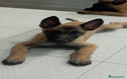 Pastor Belga Malinois perros en venta: MALINOIS - Imagen 1