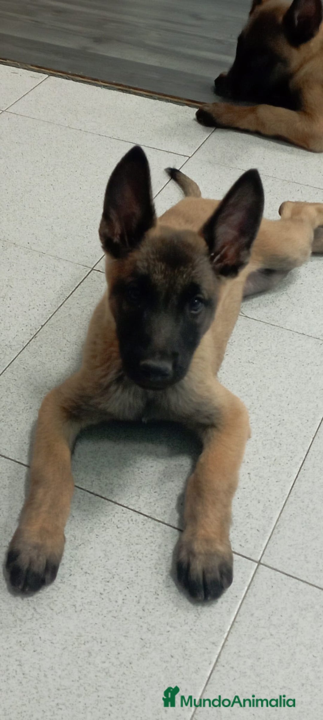 Pastor Belga Malinois perros en venta: MALINOIS - Imagen 1